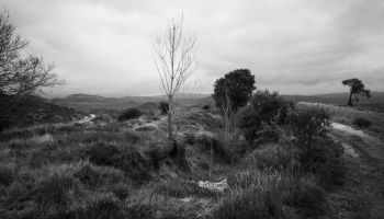Elocuente silencio 